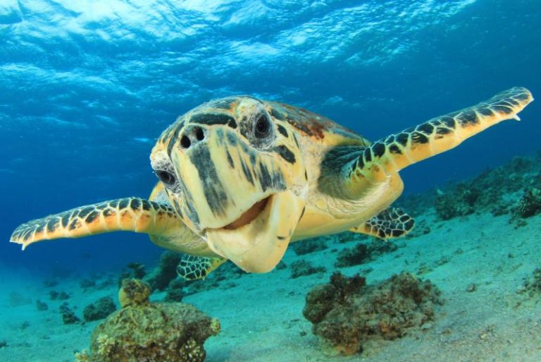 Nado com tartarugas em akumal