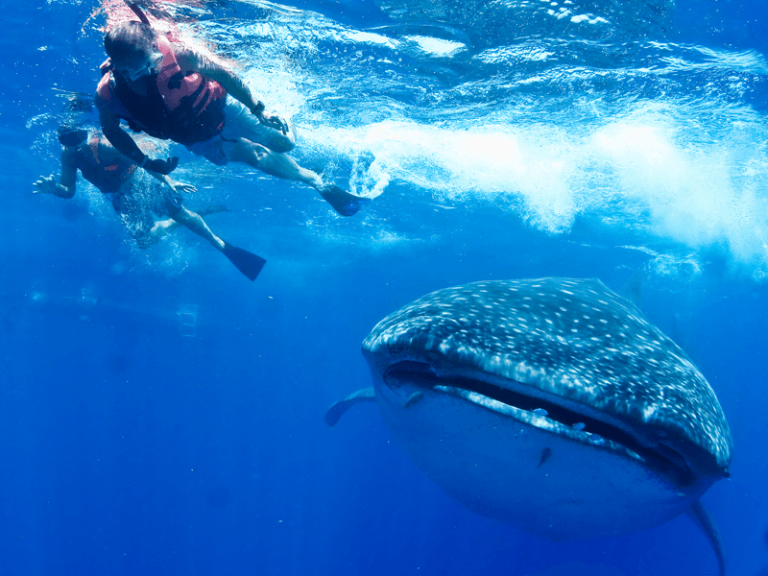 mergulho tubarão baleia em cancun